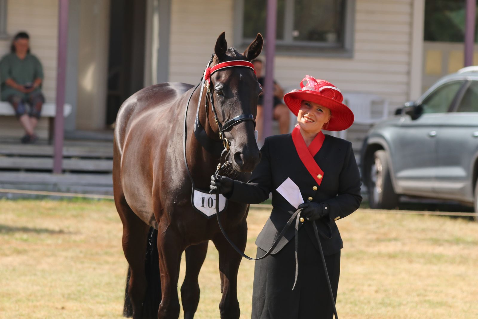 Standardbred showing