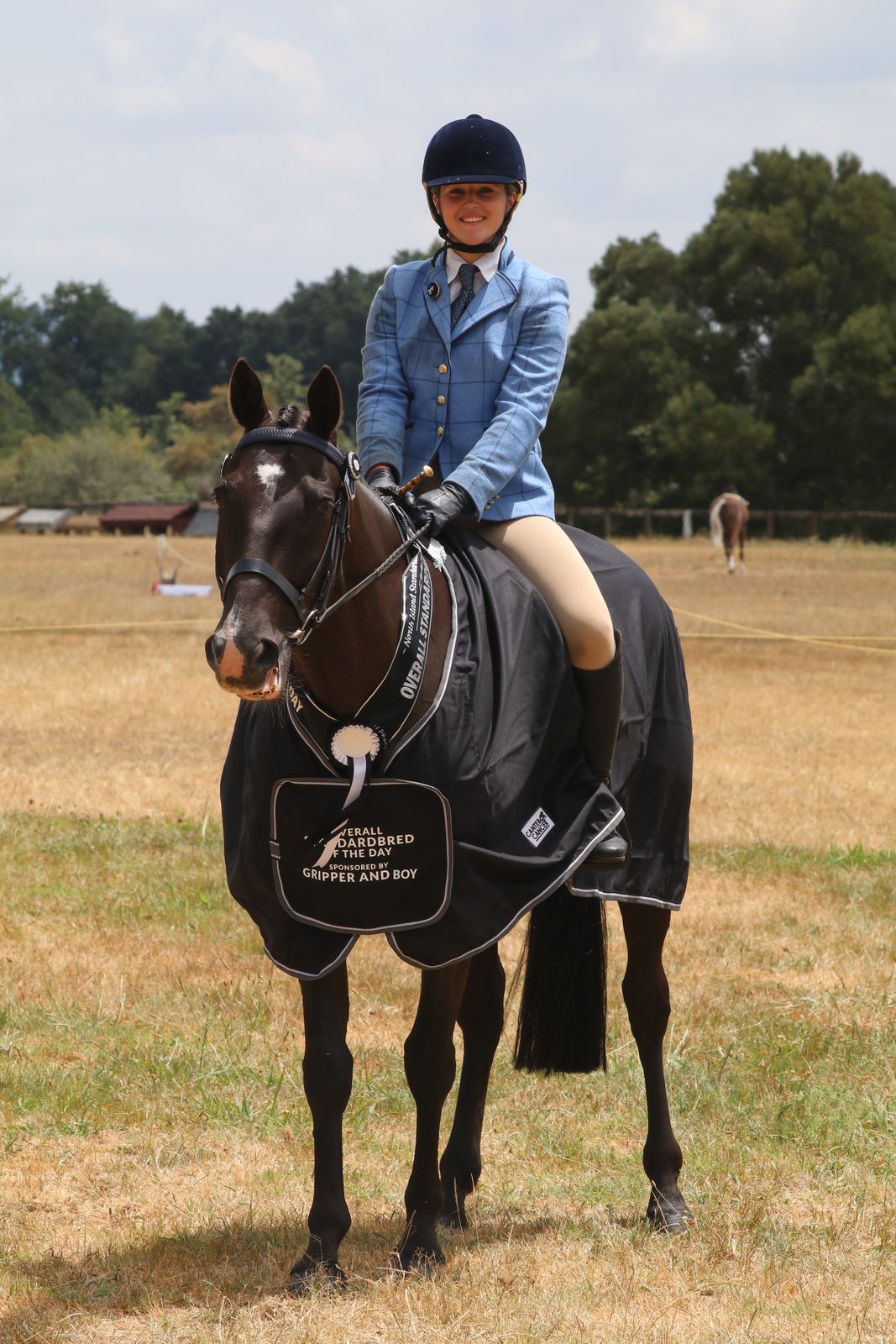 Standardbred showing