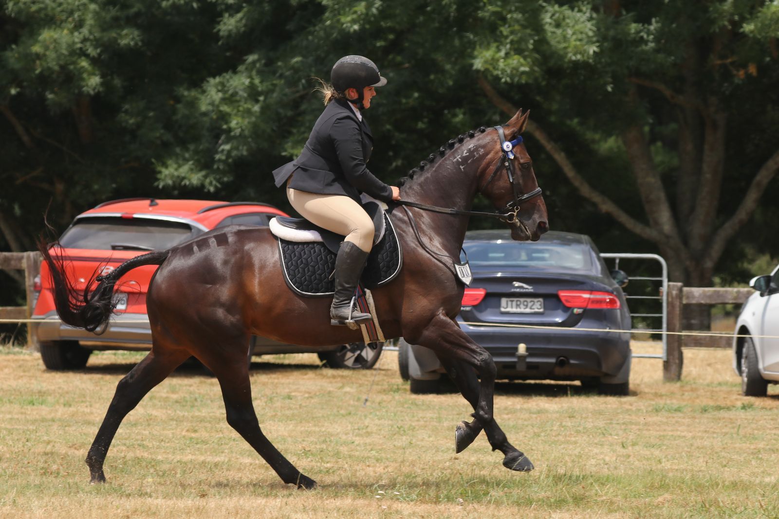 Standardbred showing