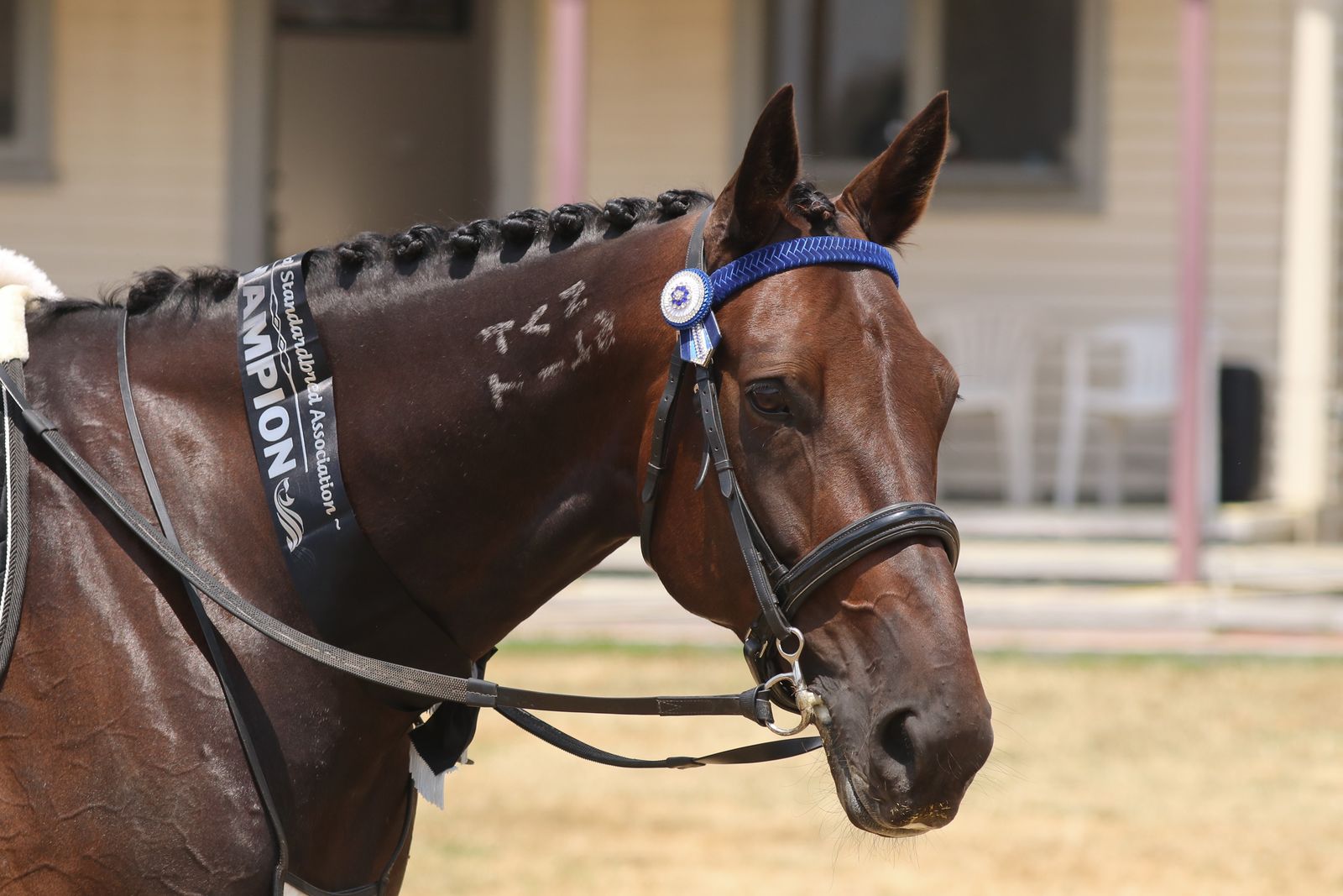 Standardbred showing