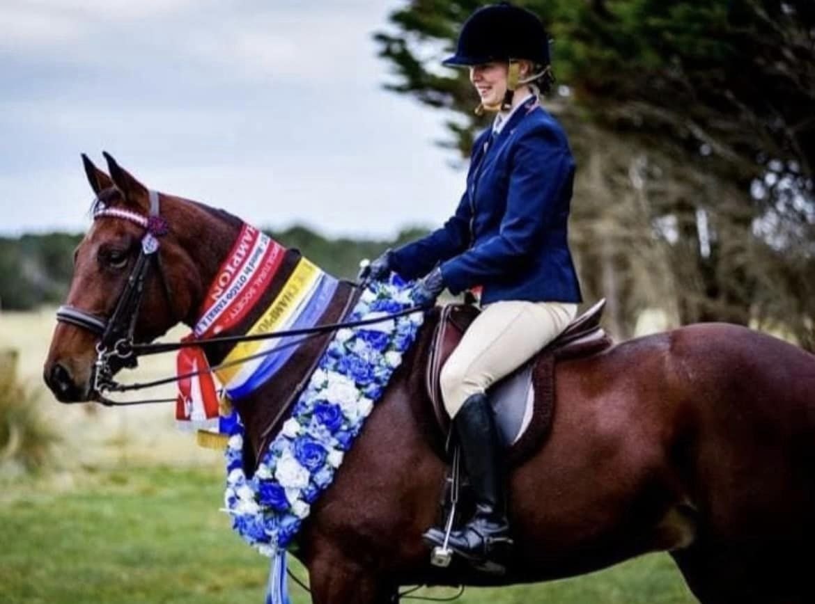 Rider on a bay Standardbred wearing a champion garland and sashes