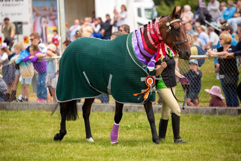 Standardbred led past the crowd in a rug hung with champion sashes