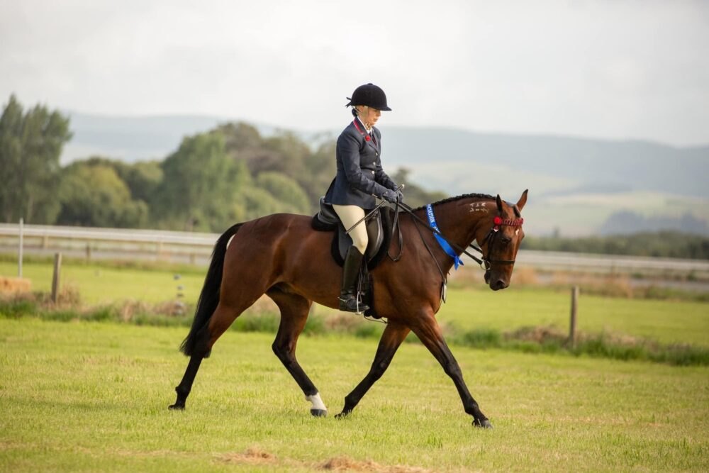 Bay Standardbred trotting under saddle with a blue ribbon, hill country behind