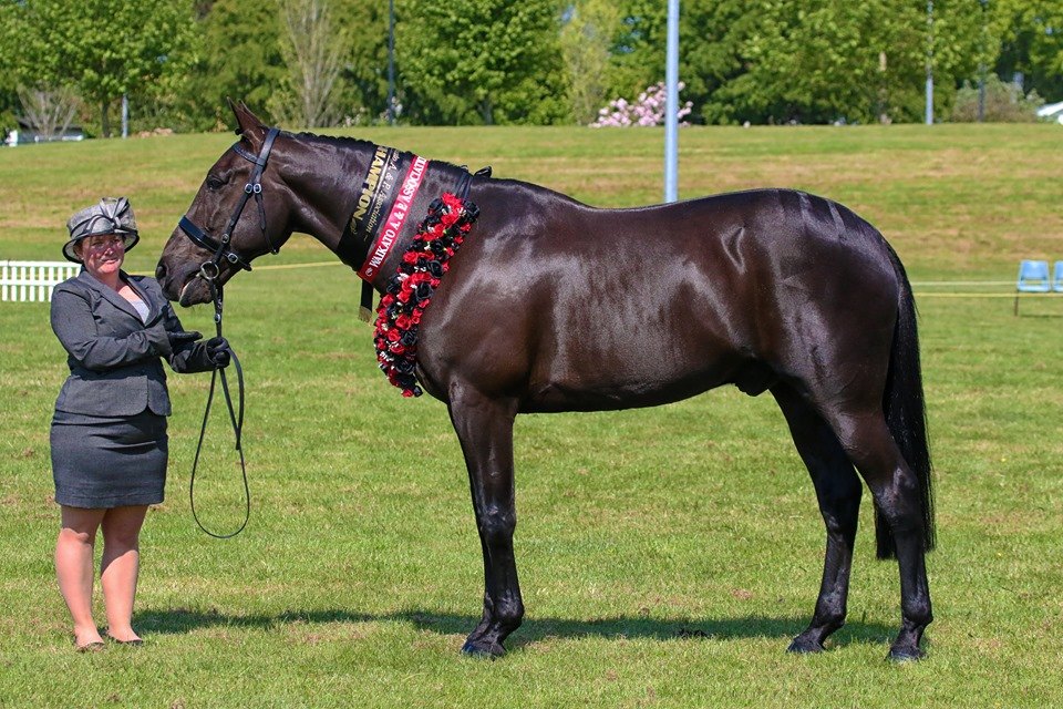 Dark Standardbred stood up in hand wearing a red rosette garland and champion sash